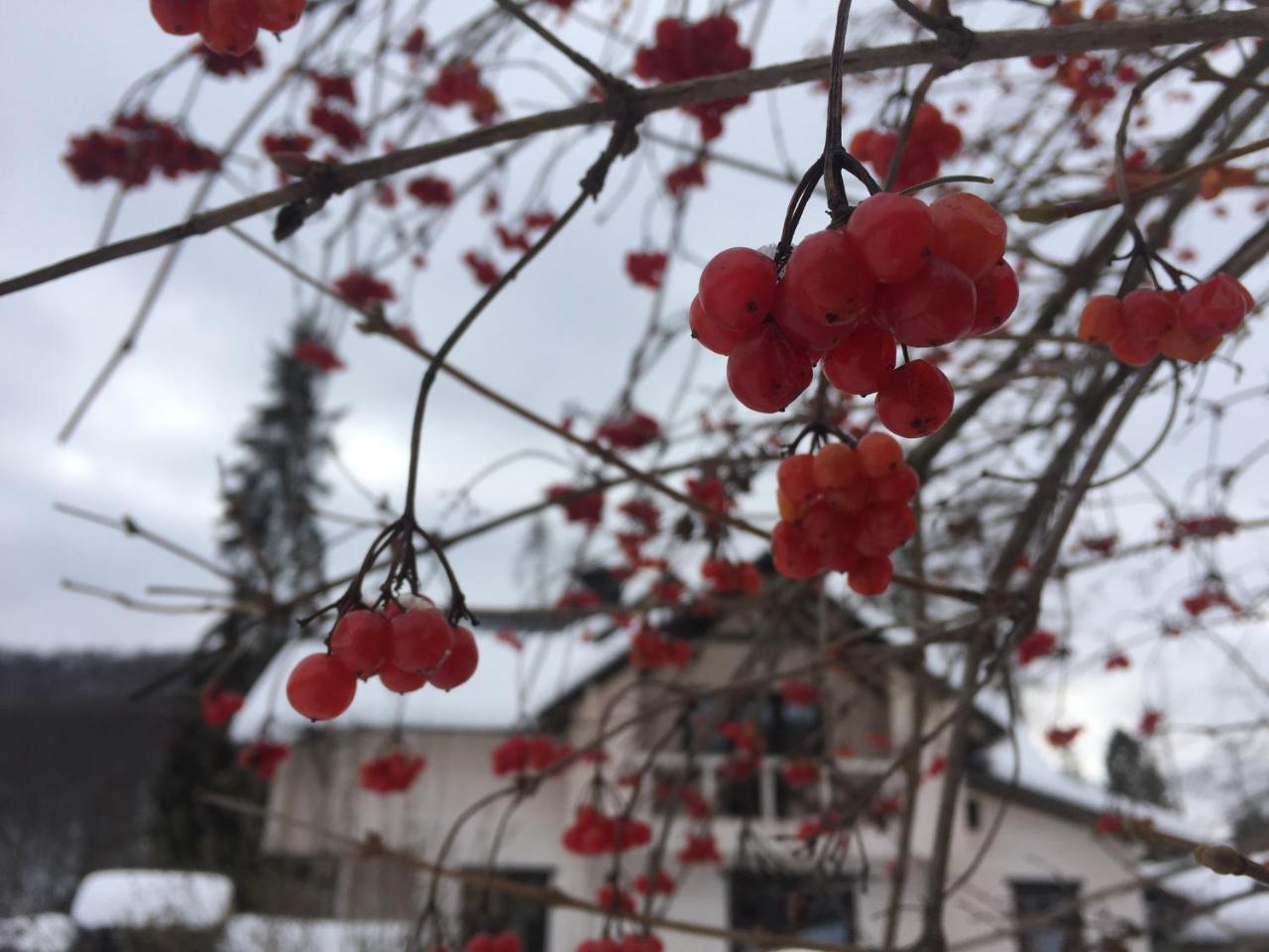 Villa Medova Kosiv Bagian luar foto